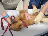Прокуратура обнаружила серьёзные нарушения в производстве вакцины «Мультикан‑8», ставшей причиной гибели сотен собак